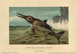 Ichthyosaurus: Ichthyosaurus communis, extinct nektonic carnivore