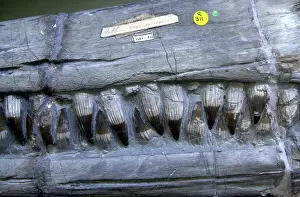Anning: Ichthyosaurus communis, ichthyosaur
