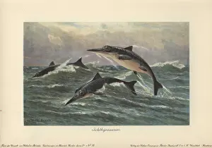 Ichthyosaurus: Ichthyosaurus, extinct genus of ichthyosaur