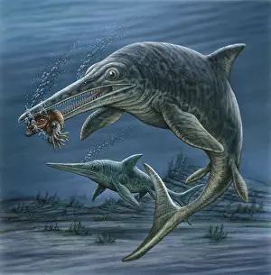 Chewing: Ichthyosaurus feeding on an ammonite