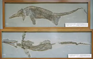 Ichthyosaurus: Ichthyosaurus intermedius