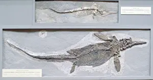 Ichthyosaurus: Ichthyosaurus intermedius