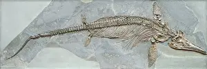 Ichthyosaurus: Ichthyosaurus intermedius