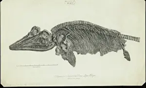 Enniskillen: Ichthyosaurus Intermedius from Lyme Regis
