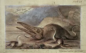 Plesiosaurus: Ichthyosaurus, Plesiosaurus