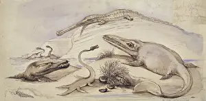 Plesiosaurus: Ichthyosaurus, Plesiosaurus, Stenosaurus and another marine