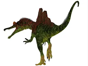 Backbone: Ichthyovenator dinosaur, rear view