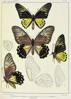 Entomologist: Icones Ornithopterorum by Robert Rippon, 1816-1917