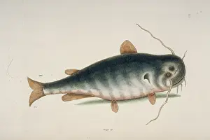 Catfish: Ictalurus punctatus, river catfish