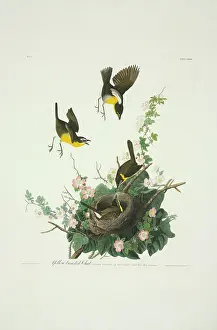 Briar: Icteria virens, yellow-breasted chat