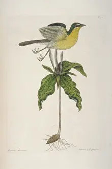 Catesby: Icteria virens, yellow-breasted Chat