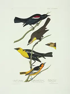 Tricolor: Icterus bullockii, xanthocephalus xanthocephalus, Agelaius t