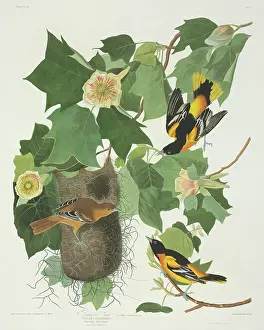 Populus: Icterus galbula, Baltimore oriole