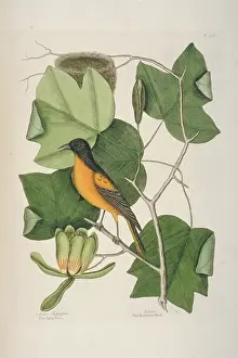 Catesby: Icterus galbula, Baltimore oriole
