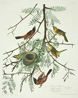 Grasshopper: Icterus spurius, orchard oriole