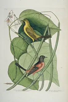 Catesby: Icterus spurius, orchard oriole