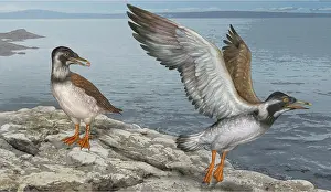 Relative: Icthyornis ancient bird, illustration