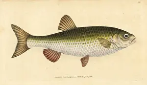 Chub: Ide, Leuciscus idus