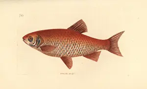 Polydore: Ide or orfe, Leuciscus idus