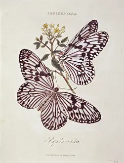 Brush Footed: Idea idea, idea tree nymph