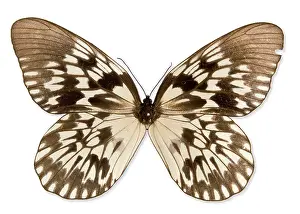 Brush Footed: Idea tambusisiana, tree-nymph