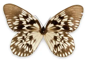 South East: Idea tambusisiana, tree-nymph