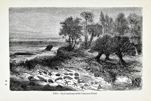 Ideal landscape of the Cretaceous Period