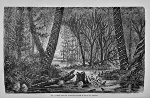 Riou: Ideal view of a marshy forest of the Coal Period