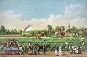 Idealized: Idealized view of cotton plantation on the ?