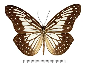 Brush Footed: Ideopsis juventa tawaya