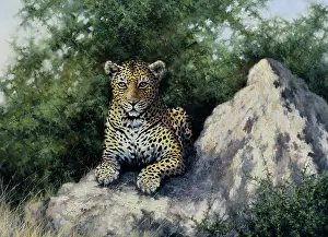 Idle: Idle Curiosity ' Leopard lying on rocks