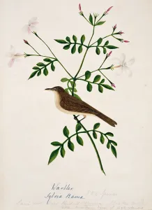 Sykes: Iduna rama, Sykes warbler