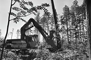 Feller: Igirminskiy Experimental Logging Company