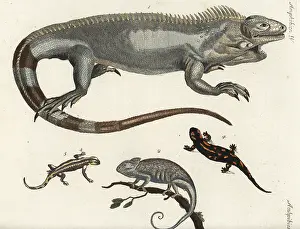 Iguana: Iguana, chameleon and fire salamanders