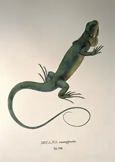 Iguana: iguana emarginata