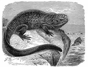 Reptiles: Iguana, the great herbivorous sea lizard of the