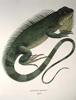 Iguana: iguana squamosa