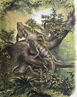 Iguanas. Specie of lizard. Engraving after a
