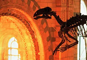 Ankylopollexia: Iguanodon
