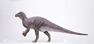 Ankylopollexia: Iguanodon