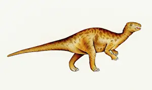 Ankylopollexia: Iguanodon