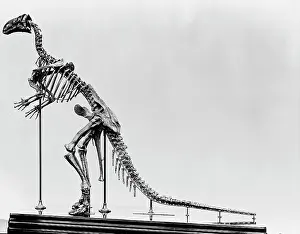 Ankylopollexia: Iguanodon