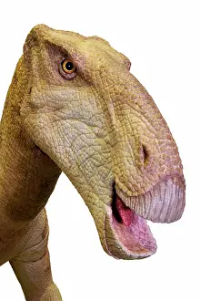 Ankylopollexia: Iguanodon