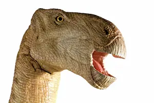 Ankylopollexia: Iguanodon