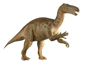 Ankylopollexia: Iguanodon