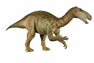 Ankylopollexia: Iguanodon