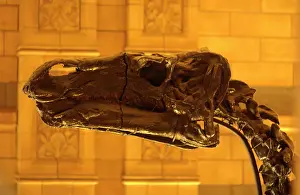 Ankylopollexia: Iguanodon