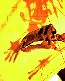 Ankylopollexia: Iguanodon