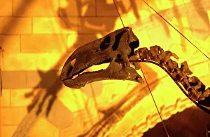 Ankylopollexia: Iguanodon