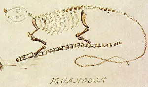 Identify: Iguanodon